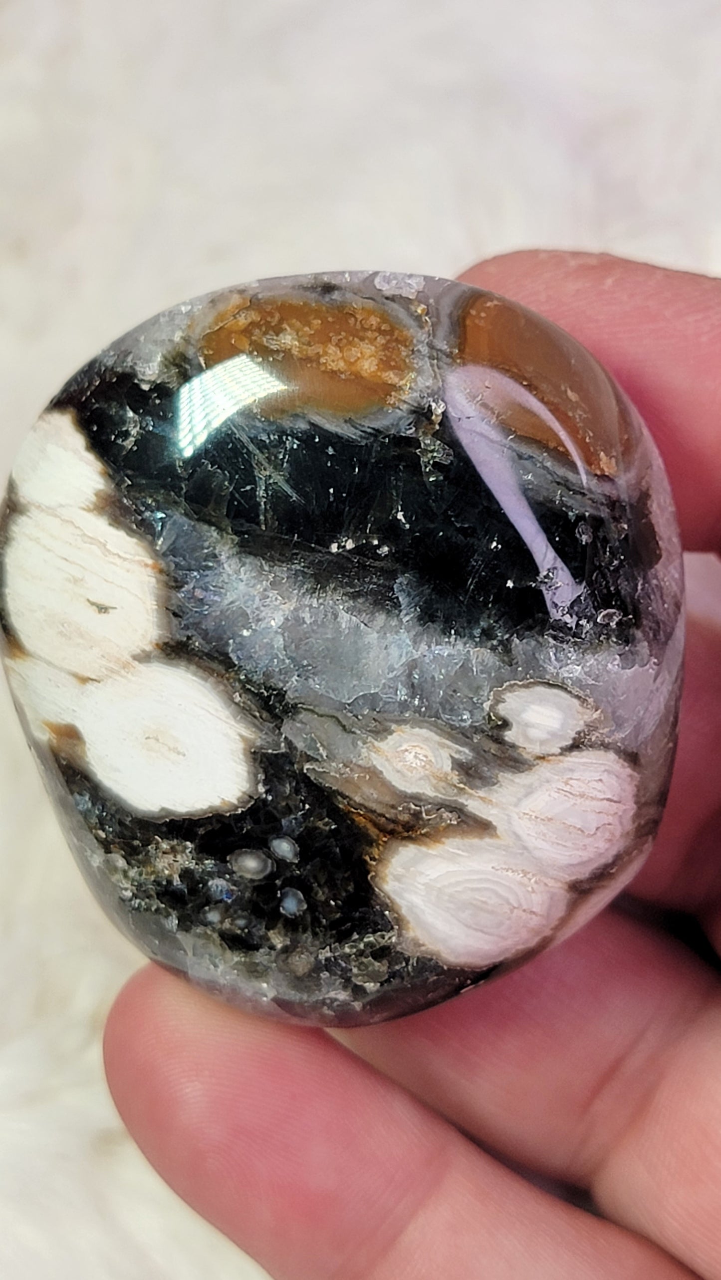 Ocean Jasper Palm, Old Stock