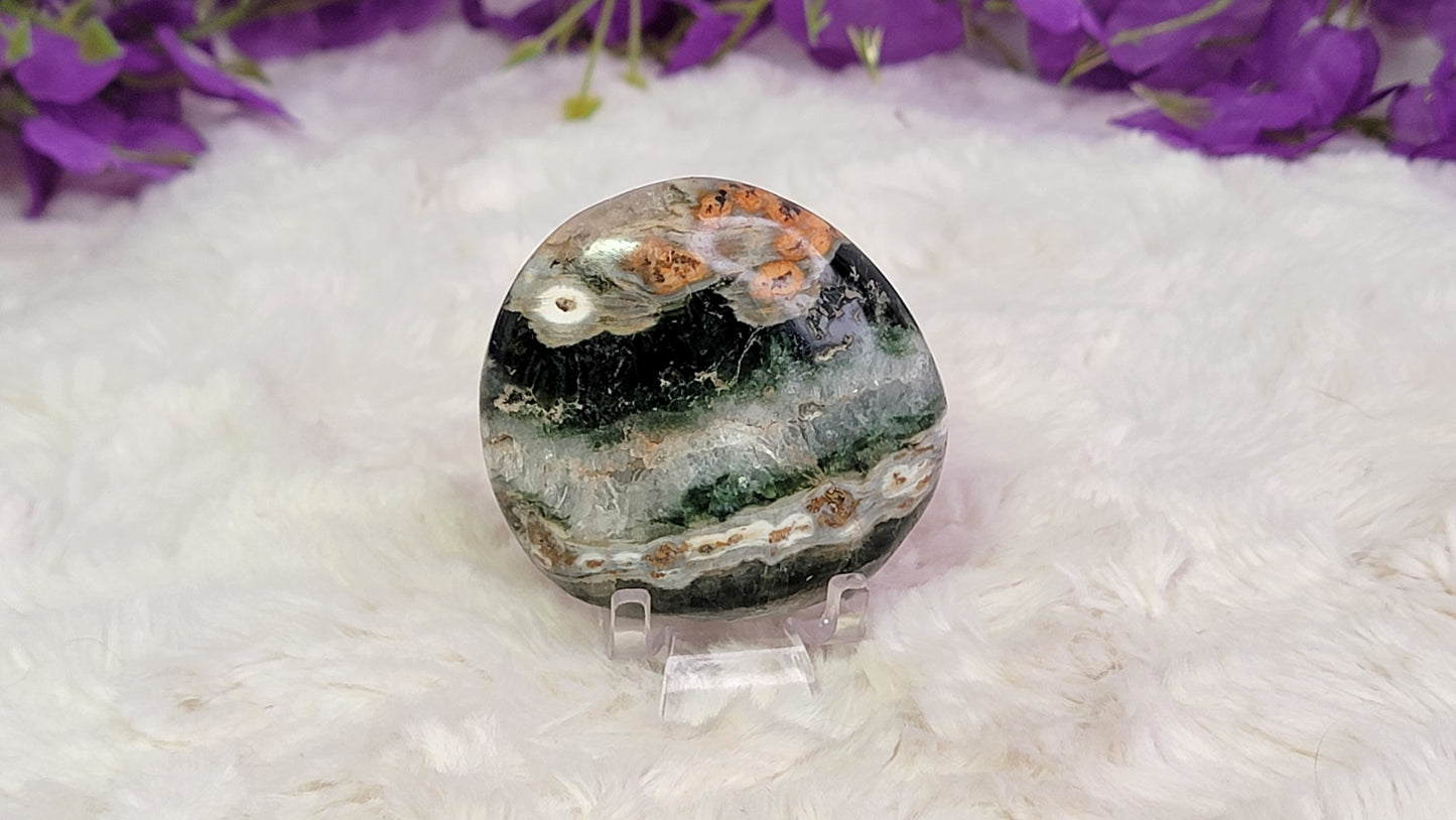 Ocean Jasper Palm, Old Stock