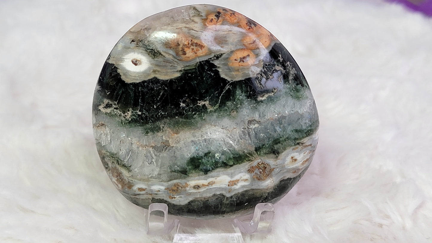 Ocean Jasper Palm, Old Stock