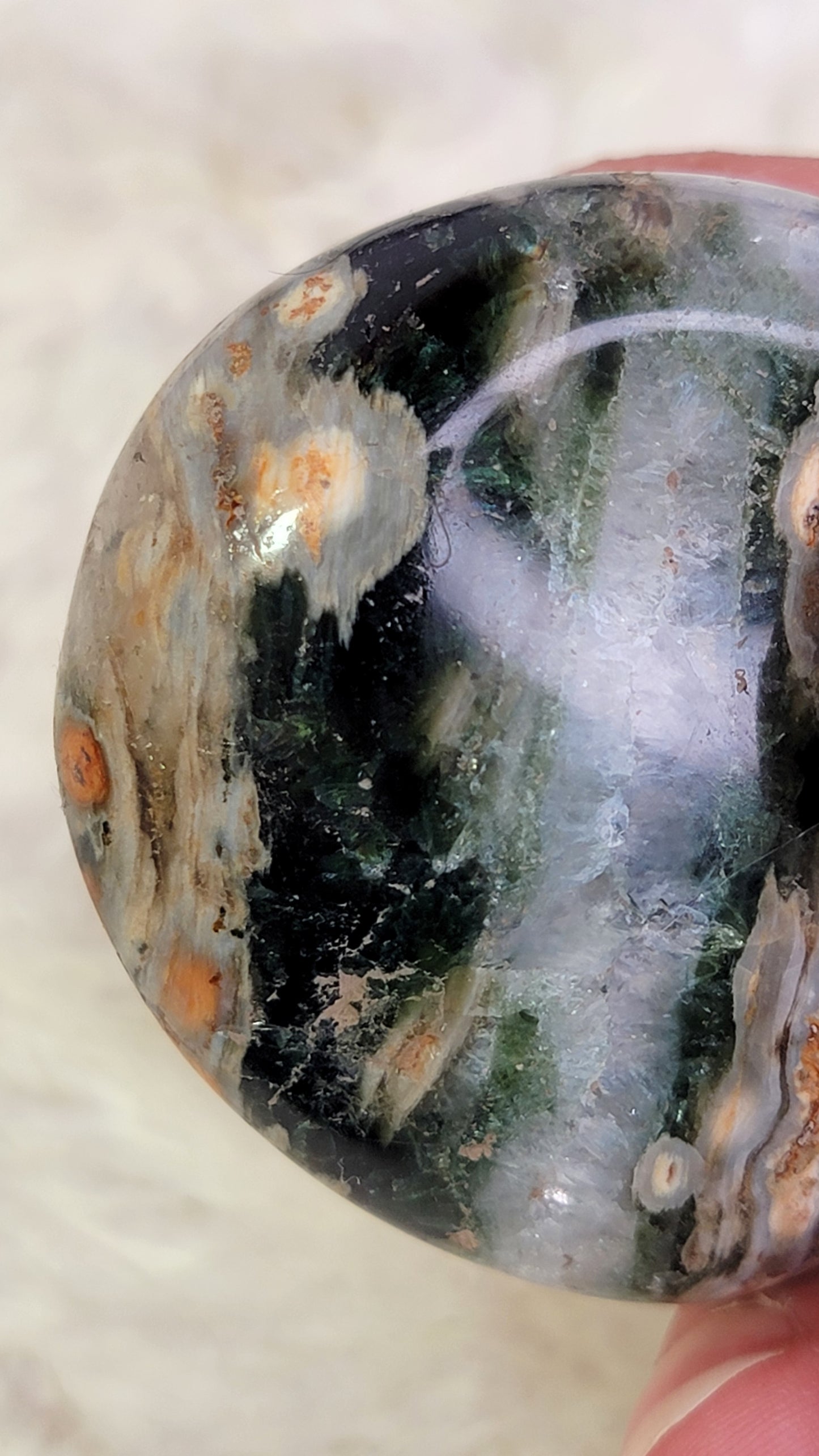 Ocean Jasper Palm, Old Stock