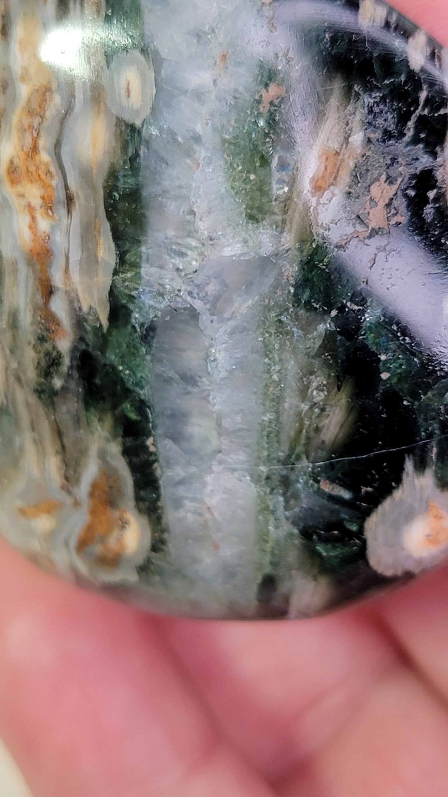 Ocean Jasper Palm, Old Stock