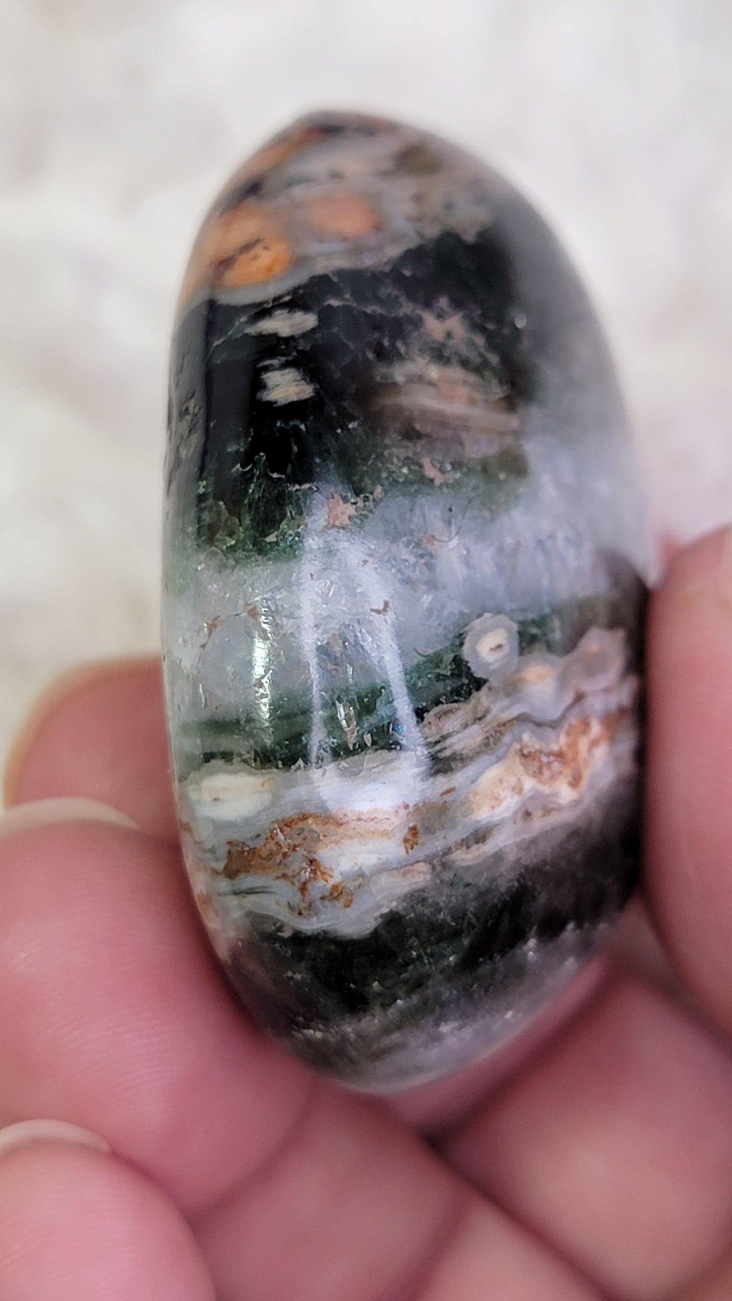 Ocean Jasper Palm, Old Stock