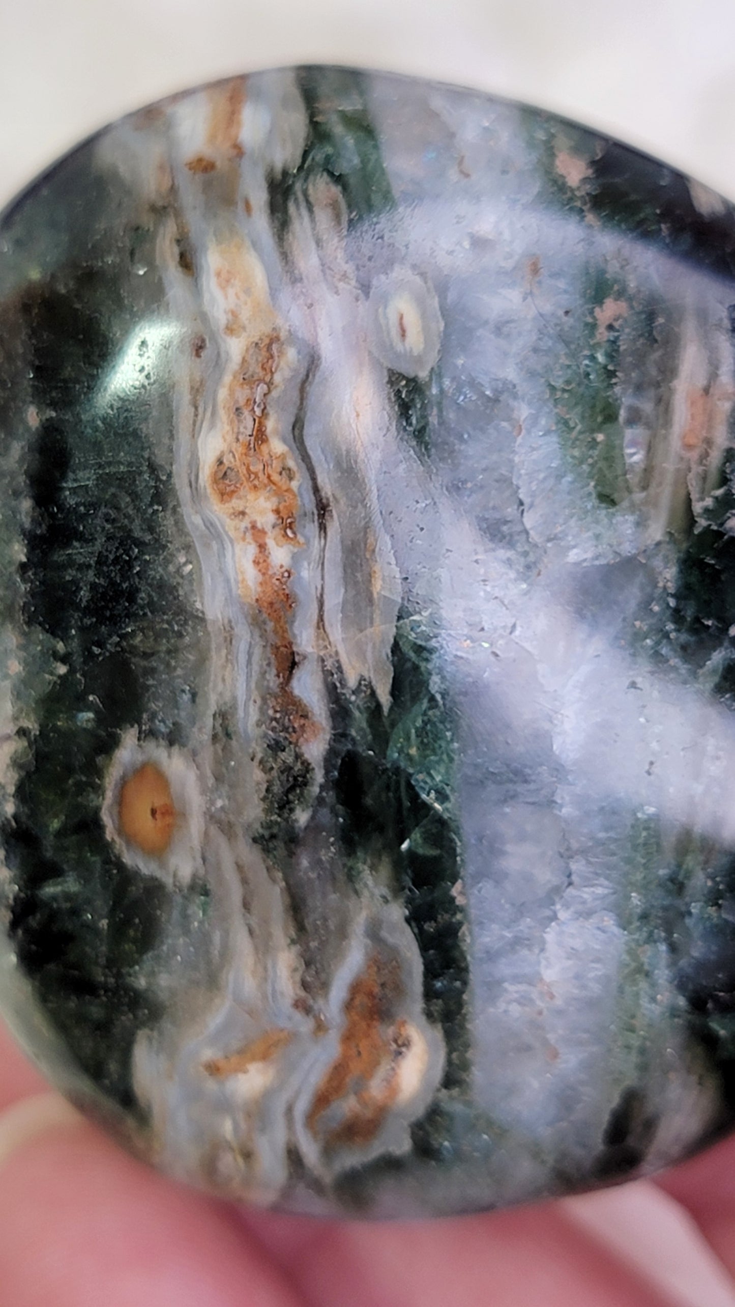 Ocean Jasper Palm, Old Stock